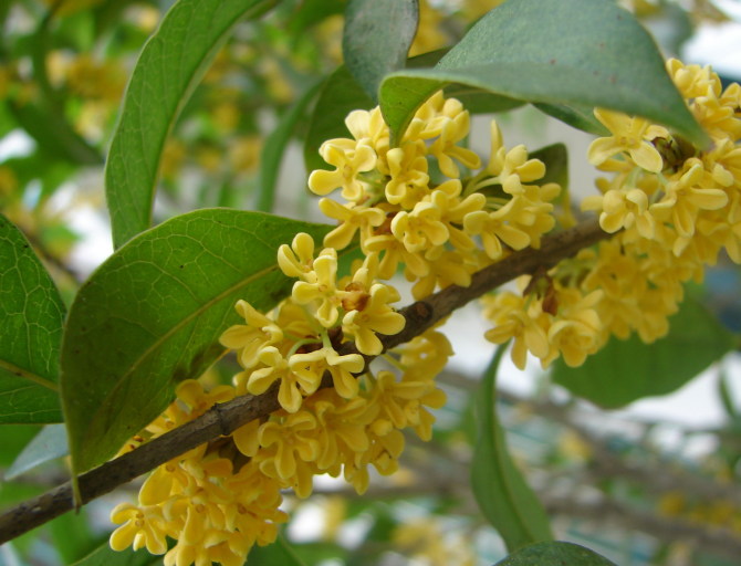 我眼中的桂花征文